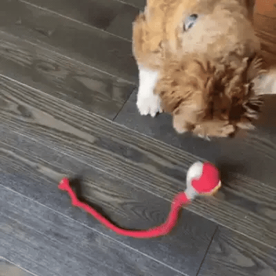 🔥Last Day Promotion 49% OFF🔥TIMNAMY™ Smart Chase Pet Toy Ball🐱🐕-🎁Smart Gaming Companion For Your Pet